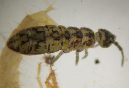 Isotomurus maculatus